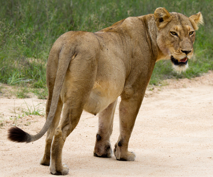 Lioness